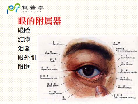 眼睛 部位|结构和功能